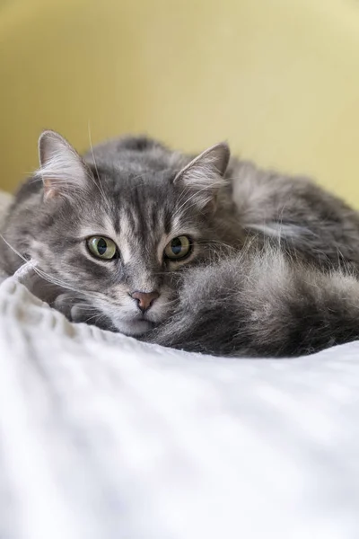 Nahaufnahme einer niedlichen gestromten Katze, die auf dem Bett liegt — Stockfoto
