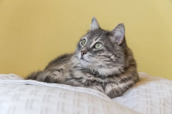 Primer plano de un lindo gato tabby acostado en la cama Imagen De Stock