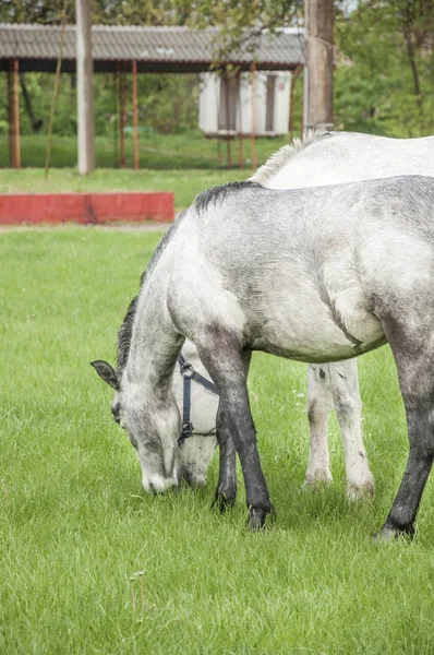 Paarden voeden zich in het voorjaar met weiden — Stockfoto