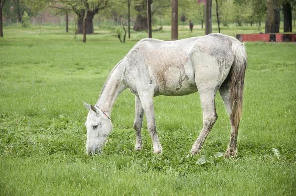 Cavalo branco alimentando-se no prado — Fotografia de Stock