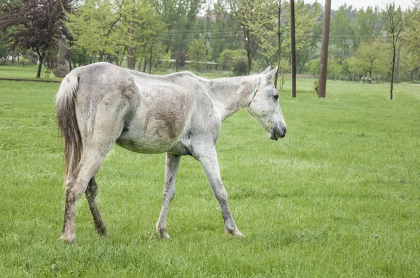 Um cavalo branco magricela andando no prado — Fotografia de Stock