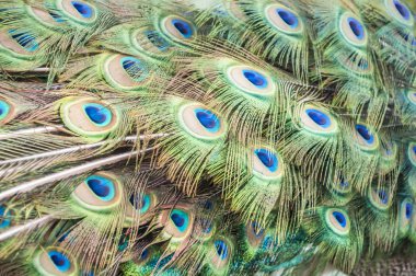 Arka plan olarak erkek tavus kuşunun kuyruğu