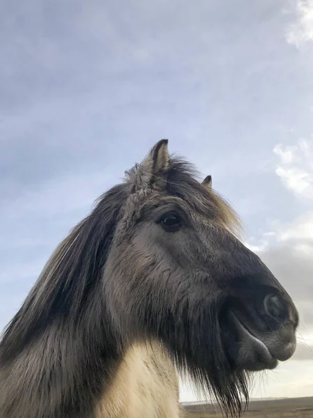 冰岛一匹有趣的马的特写头 — 图库照片