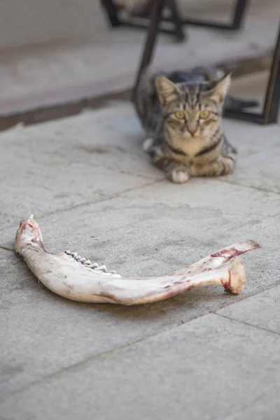 Alimentar a un gato con hueso crudo en la calle — Foto de Stock