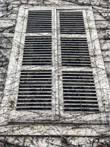 Kurumuş sarmaşıkla kaplı bir evin kapalı pencere perdeleri — Stok fotoğraf