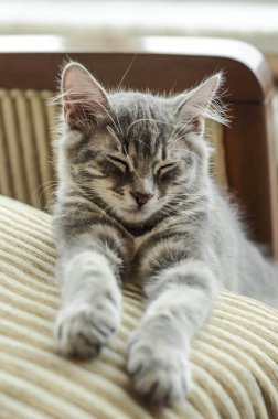 Yastıkta uyuyan sevimli bir tekir kedi yavrusu.