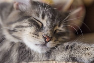 Uyuyan tekir kedinin yakın plan yüzü.