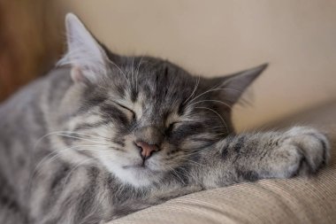 Yatakta uyuyan gri bir tekir kedinin yakın plan yüzü.