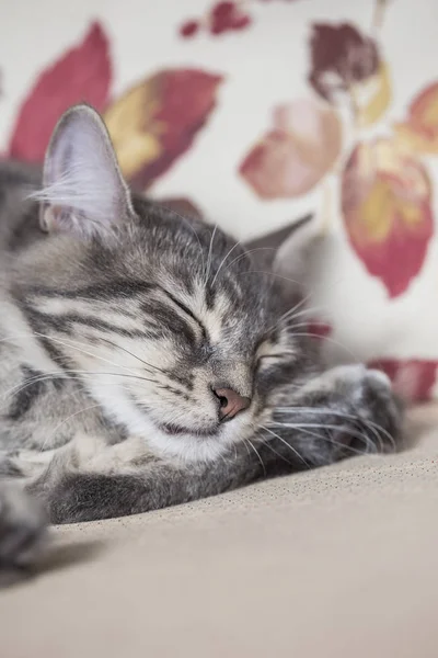 Close-up gezicht van een grijze tabby kitten slapen op bed — Stockfoto