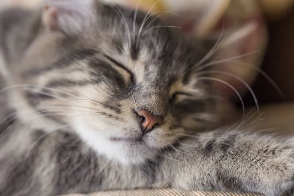 Close-up rosto de um tabby gatinho dormindo — Fotografia de Stock