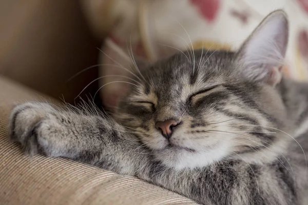 Primo piano faccia di un gattino tabby dormire sul letto — Foto Stock