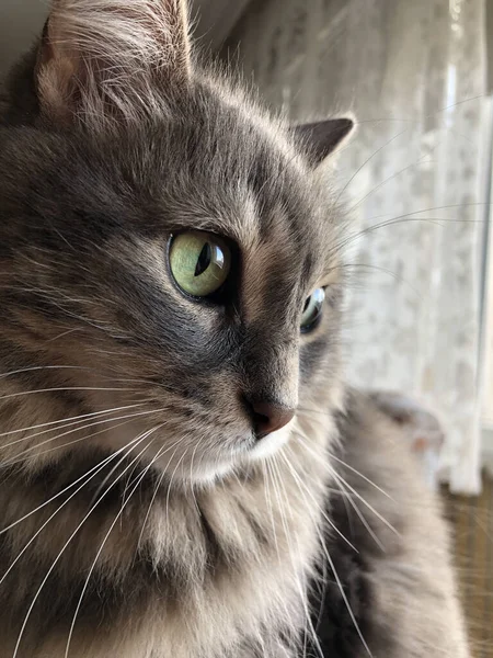 Closeup Cute Tabby Gray Cat Home — Stock Photo, Image