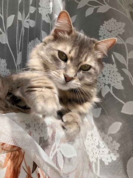 귀여운 식탁보 고양이의 — 스톡 사진