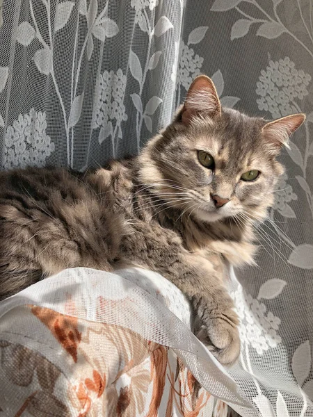一只可爱的灰色胖胖的猫躺在窗帘下的特写 — 图库照片