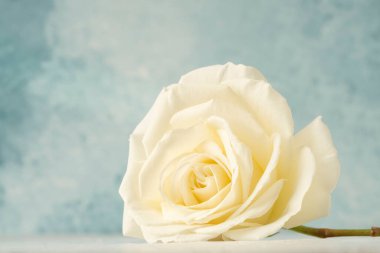 Yumuşak mavi arkaplan üzerinde kopyalama alanı olan beyaz bir gül