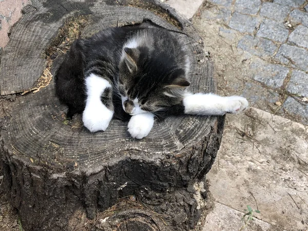 Μια Χαριτωμένη Γάτα Κοιμάται Ένα Κούτσουρο Δέντρου Στο Δρόμο — Φωτογραφία Αρχείου