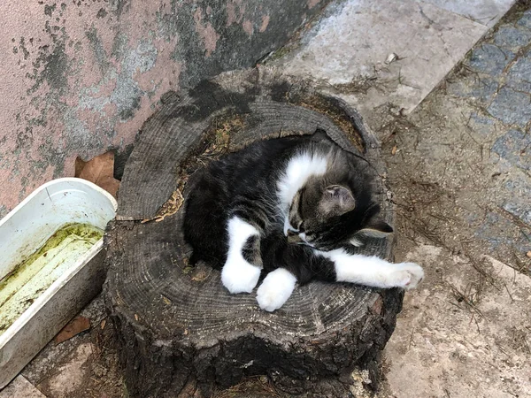 一只可爱的猫睡在街上的树干上 — 图库照片