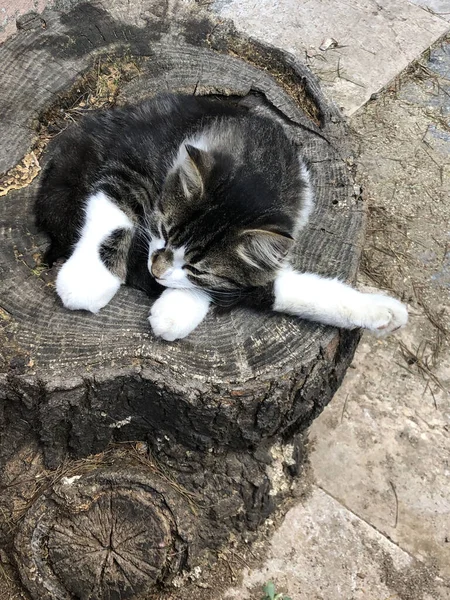 Lindo Gato Durmiendo Tronco Árbol Calle —  Fotos de Stock