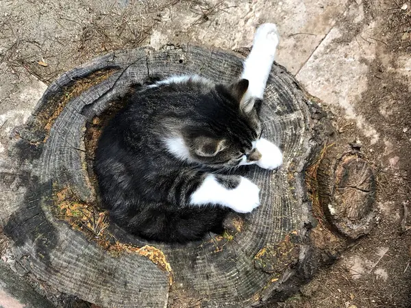 Lindo Gato Durmiendo Tronco Árbol Calle — Foto de Stock