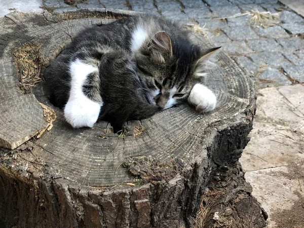 Lindo Gato Durmiendo Tronco Árbol Calle — Foto de Stock