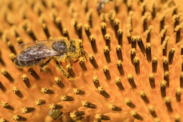 Zblízka Medová Včela Hledající Potravu Žlutém Slunečnicovém Květu Pro Výrobu — Stock fotografie