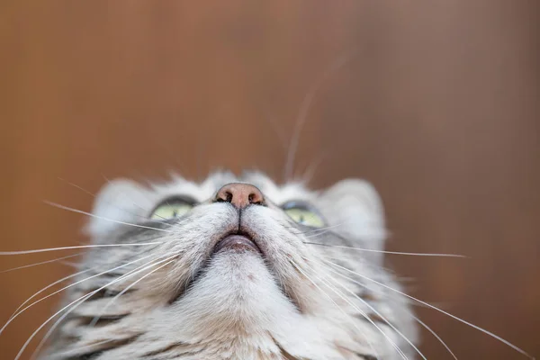 Close Gezicht Van Een Schattig Grijs Tabby Kat Zoek Omhoog — Stockfoto