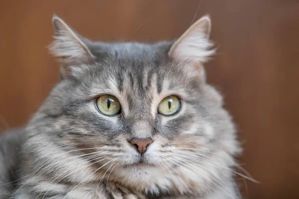 Närbild Ansikte Grå Tabby Katt Tittar Kameran — Stockfoto