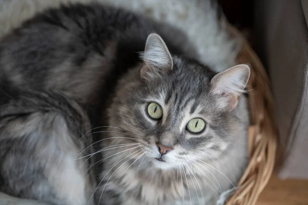 Симпатичная Тэбби Кошка Смотрит Камеру Лежа Корзине Дома — стоковое фото