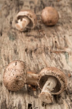 Ahşap bir masada yenebilir çiğ mantar yakın çekim