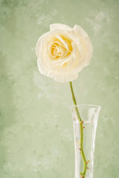 Una Rosa Amarilla Jarrón Sobre Fondo Verde Suave Con Espacio — Foto de Stock