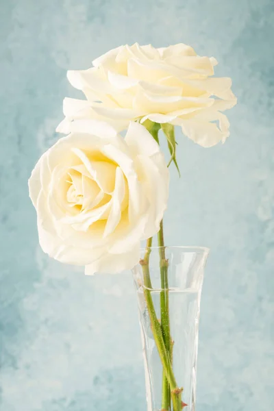 Dos Rosas Blancas Sobre Fondo Azul Suave Con Espacio Para — Foto de Stock