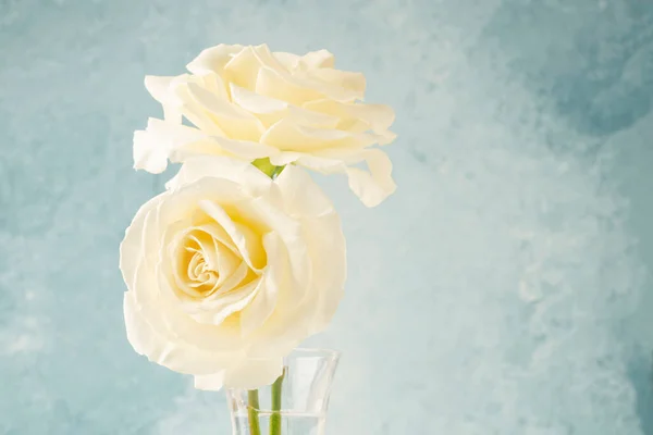 Dos Rosas Blancas Sobre Fondo Azul Suave Con Espacio Para — Foto de Stock