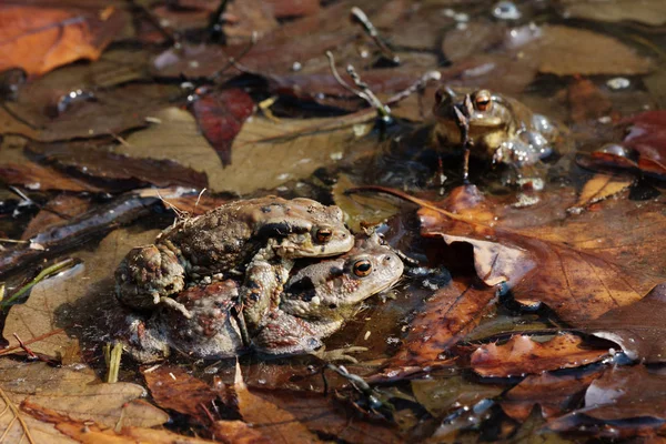 Спаривание азиатских жаб (лат. Bufo garizans ) — стоковое фото
