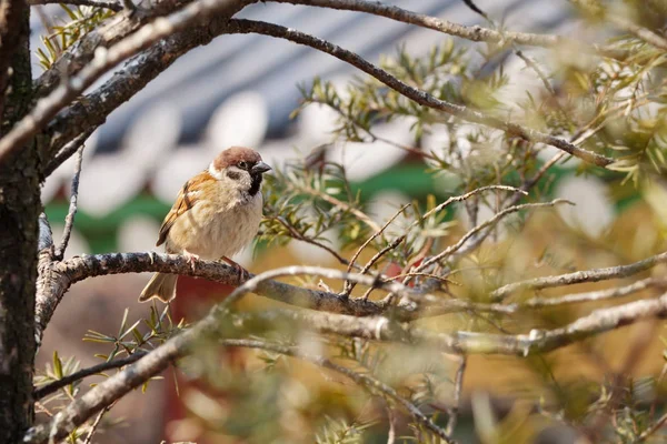 Moineau friquet (Lat. Passer montanus) — Photo