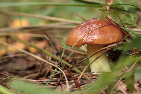 Mushroom Slippery Jack (Lat. Boletus luteus)