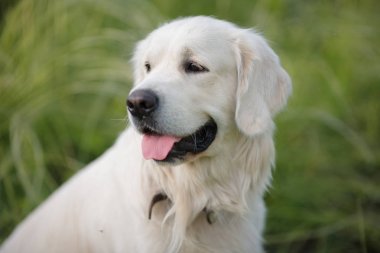 Golden Retriever köpek alana oturan