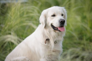 Golden Retriever köpek alana oturan