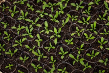 Bahçedeki lahanası