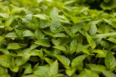 Bahçedeki lahanası