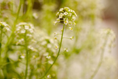 Bahçedeki lahanası