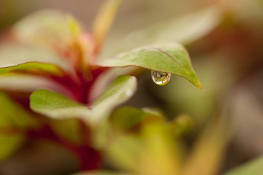 Bahçedeki lahanası