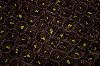 torf yosun tencerelerde büyüyen fidan