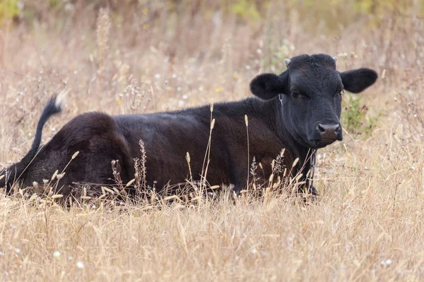 Фото молодого бика на відкритому повітрі — стокове фото
