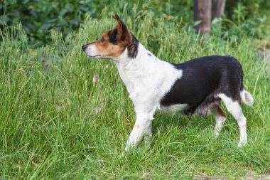 Bir Hemşirelik Mongrel açık havada