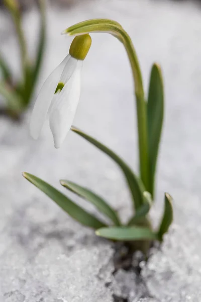 Jemný Sněženka květu od sněhu — Stock fotografie