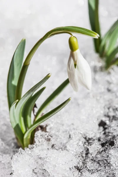 穏やかなスノー ドロップ雪から開花 — ストック写真