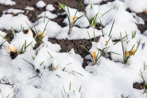 Kar çiçekli bahar crocus — Stok fotoğraf