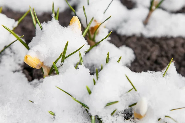 Våren crocus blomning från snö — Stockfoto
