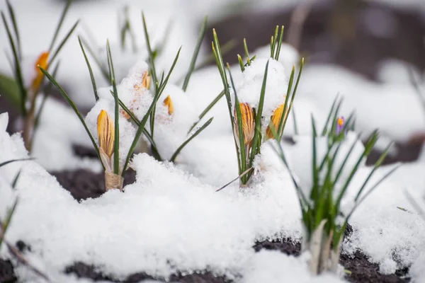 Kar çiçekli bahar crocus — Stok fotoğraf