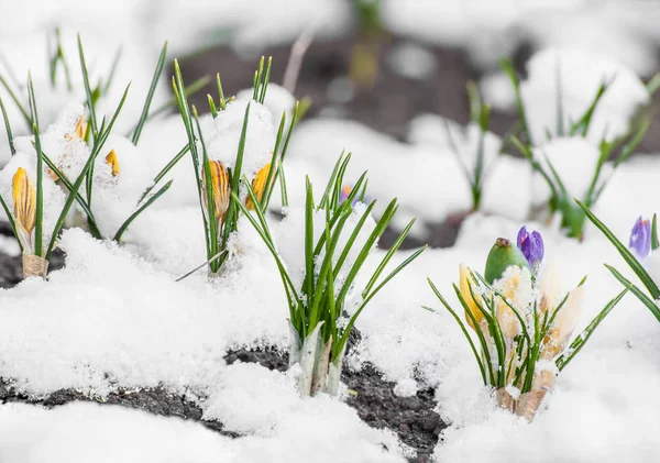 Primavera croco fioritura dalla neve — Foto Stock